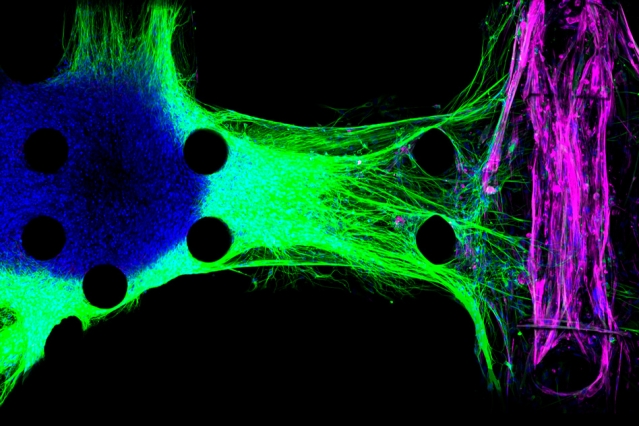 Credit: Tatsuya Osaki/MIT