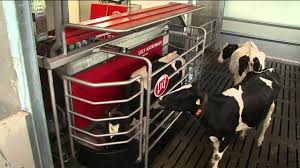 robotic milking